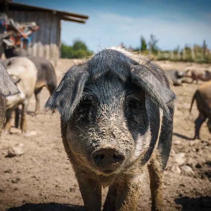Pesta porcină. 4500 de porci, uciși zilnic