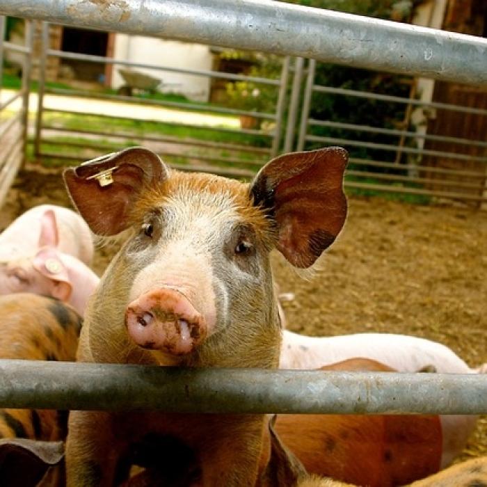 Pesta porcină ne alungă investitorii  