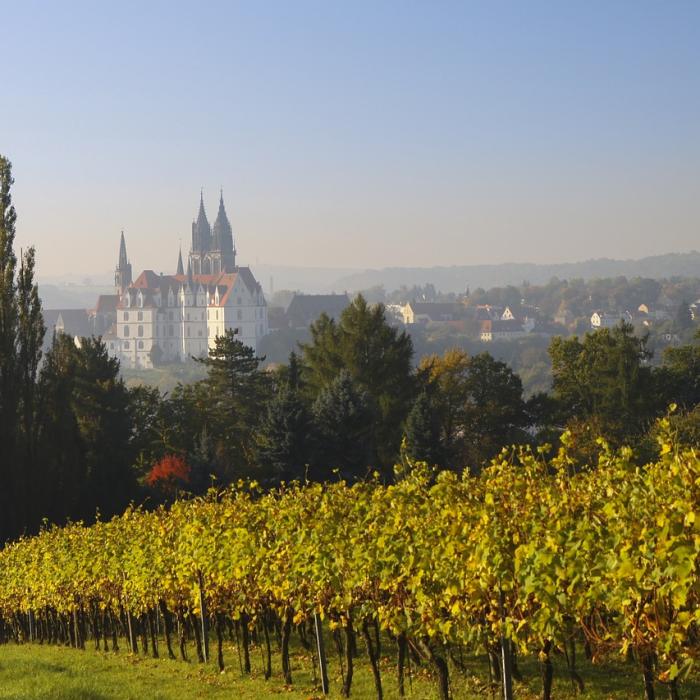 Schimbările climatice au generat o producție record de struguri  