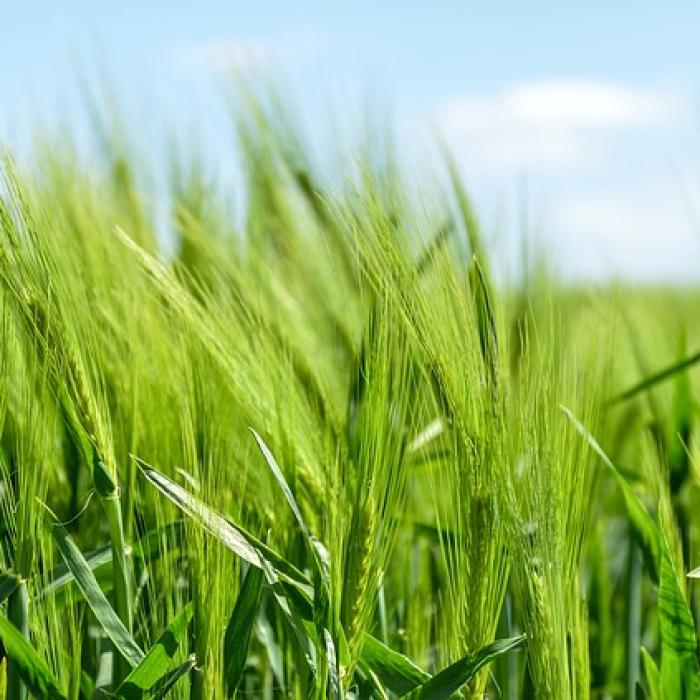 Americanii, interesați de agricultura românească. Cine a comparat Brăila cu Chicago