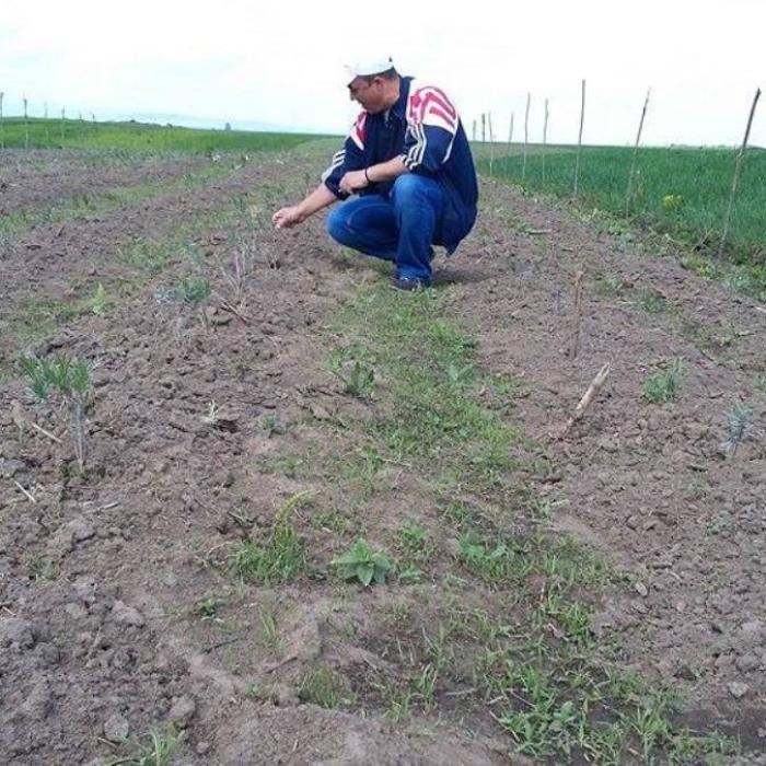 Suceveanul care a creat lavanda de România. Câți bani scoate din planta parfumată