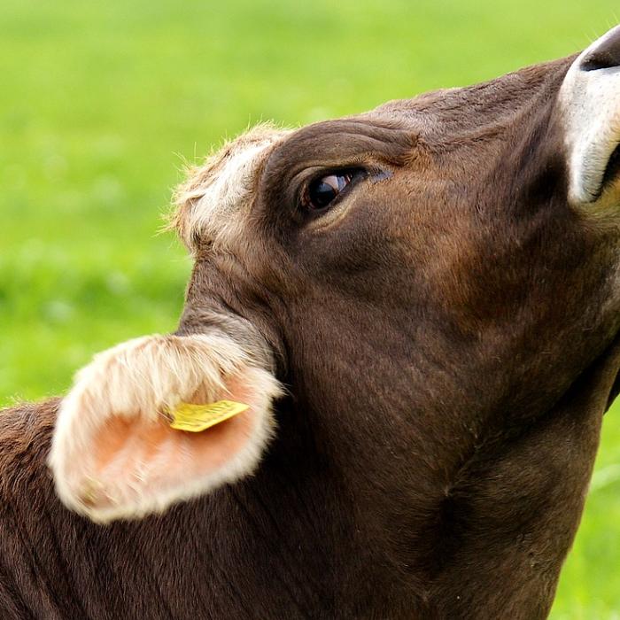 Țările UE care s-au ”ars” cu carnea de vită poloneză reduc importurile