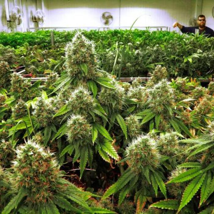 Marijuana, legală în România. Parlamentul European a cerut acest lucru