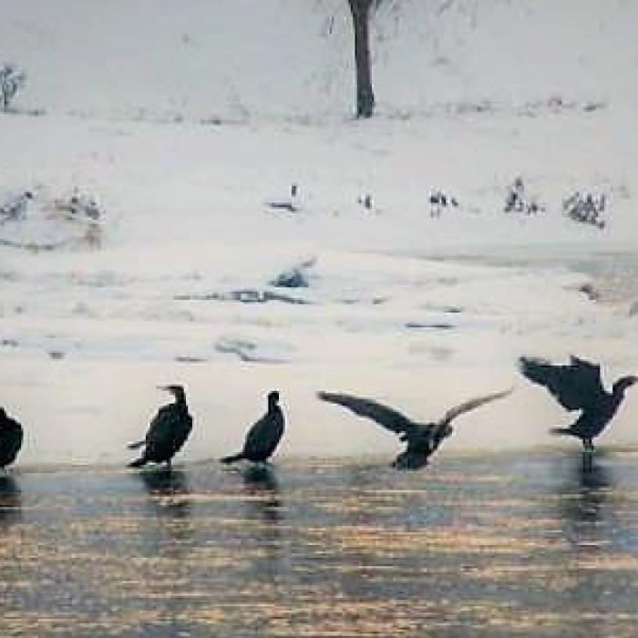 Atac la cormorani! Ce pune la cale ministrul Apelor și Pădurilor 