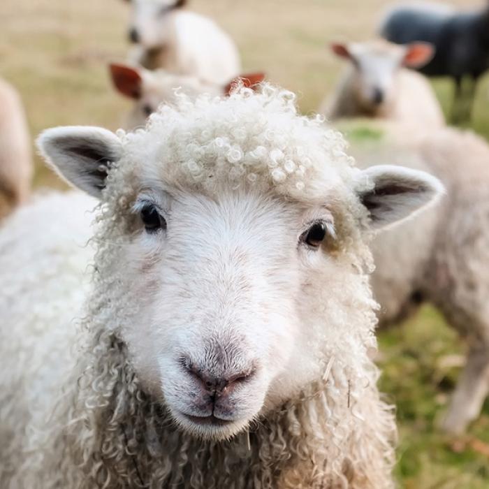 Scădere importantă a exportului de animale vii