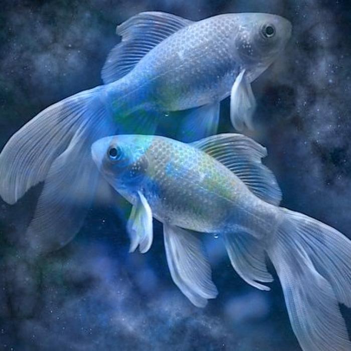 Horoscop financiar. Nativii din această zodie vor câştiga mulţi bani anul asta