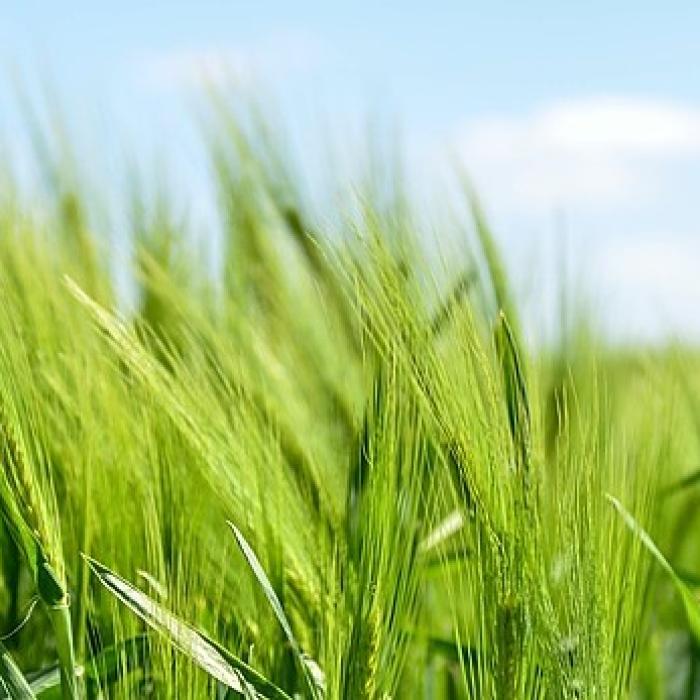 Când consilierii nu știu ce votează, prețurile explodează