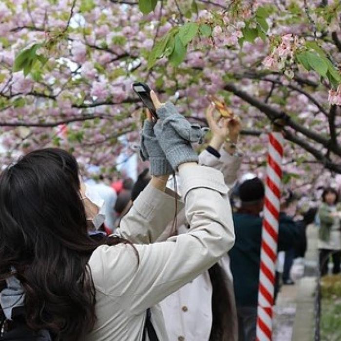 Japonezii, un altfel de popor! Nu vor ce alții așteaptă cu nerăbdare
