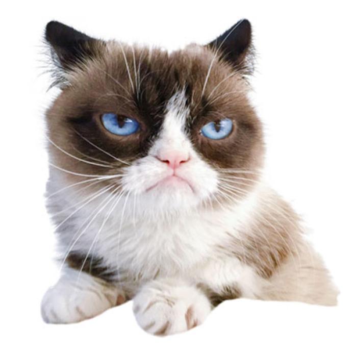 A murit cea mai faimoasă pisică. Afacerea din jurul Grumpy cat