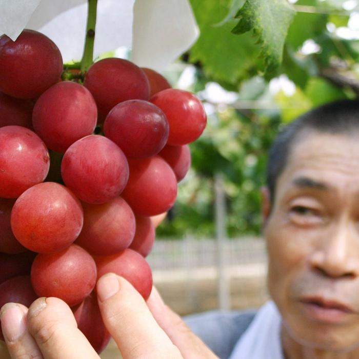 Prețuri în Japonia. O sumă impresionantă pentru un strugure