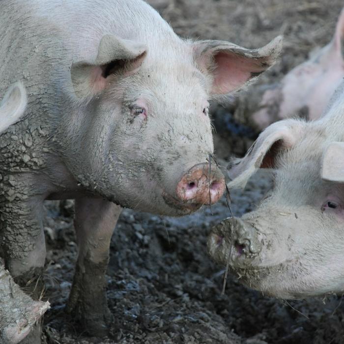 Cinci noi focare de pestă porcină în sudul României