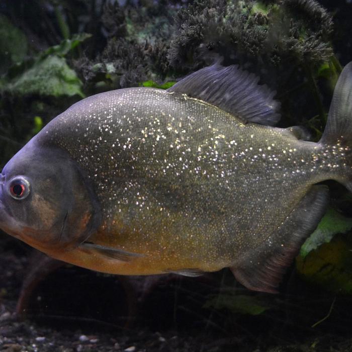 Piranha într-un lac din Maramureș. Pescarul a rămas șocat