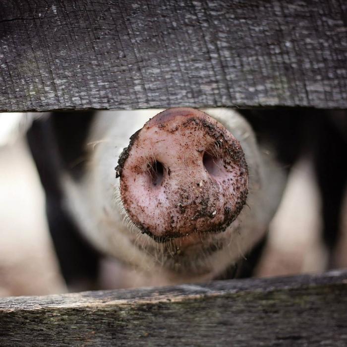 Bulgarii asigură că au luat toate măsurile împotriva pestei porcine