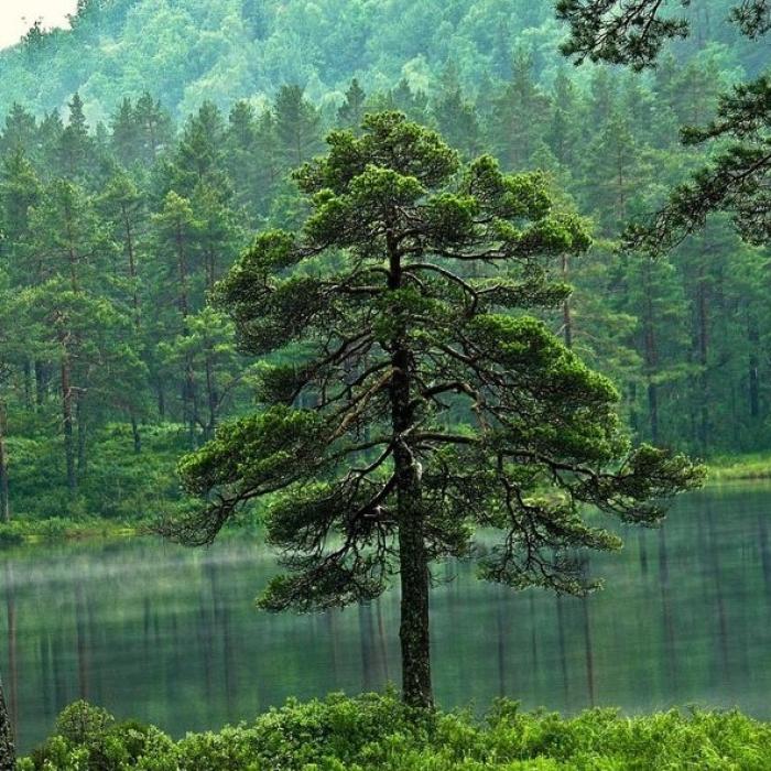 Romsilva are un nou director general. Pentru o perioadă limitată