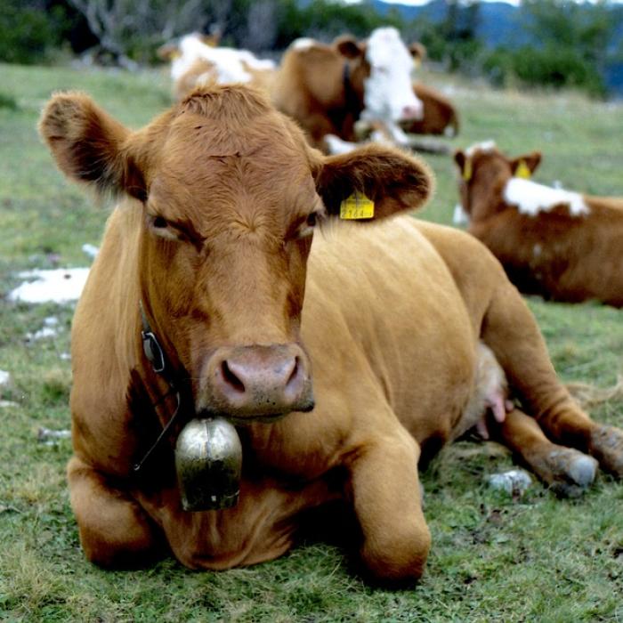 Hoții dau iama în talăngile vacilor din Alpii Austrieci