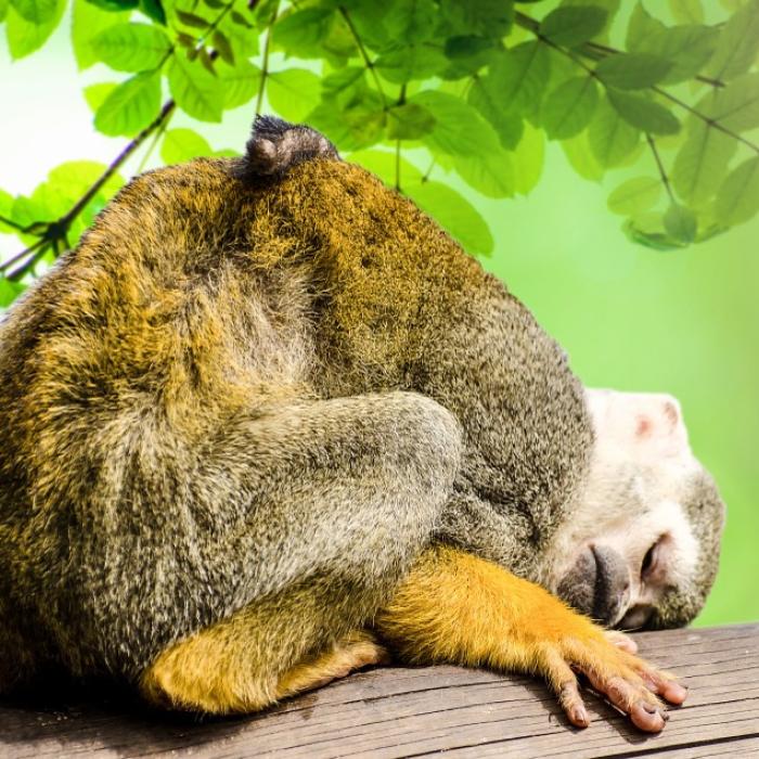 Revolut facilitează donațiile pentru pădurea Amazoniană