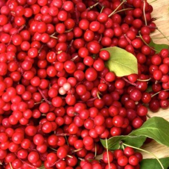 Planta care îți aduce 100.000 de euro la hectar