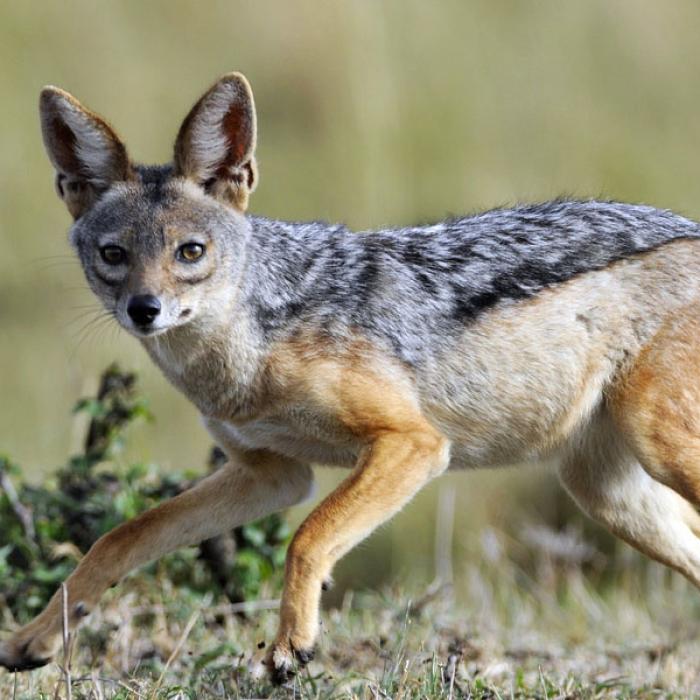 De mâine începe vânarea șacalilor din Delta Dunării