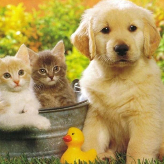 Amenzi uriașe pentru cei care nu-și declară animalele de companie