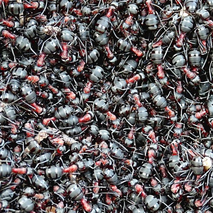 Închise într-un rezervor, furnicile au devenit canibale