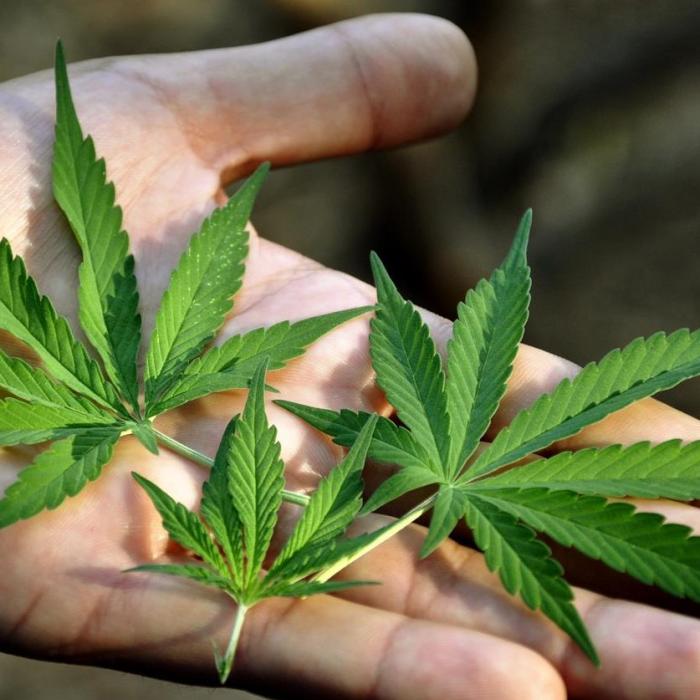 Legalizarea canabisului în scop medicinal. Proiect adoptat tacit de Senat