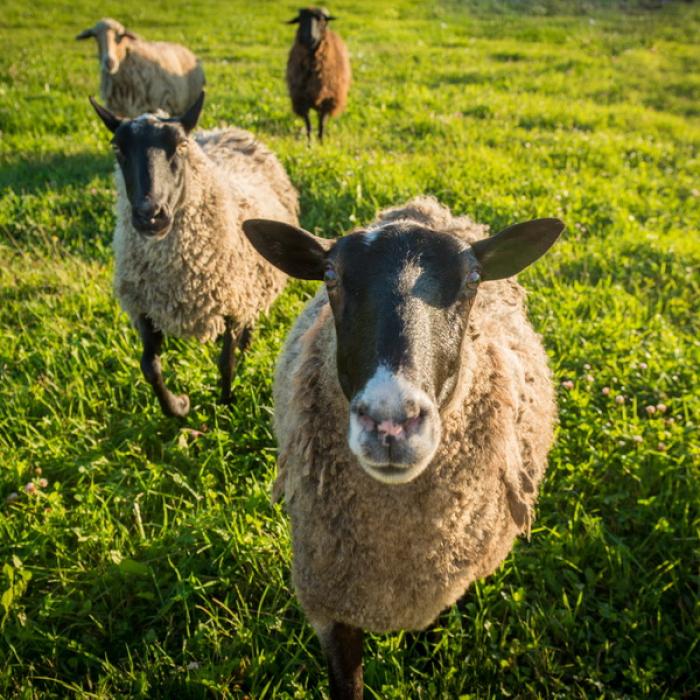 Acuzații grave: Unii producători pun căcăreze de oaie în lapte