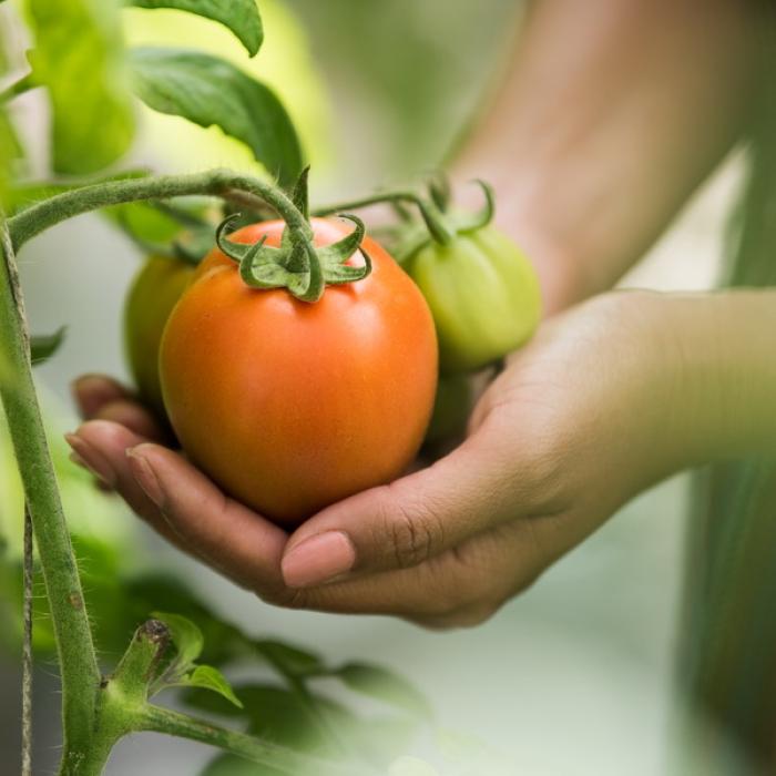 Programul Tomata în spaţii protejate, suplimentat cu 12 milioane de euro