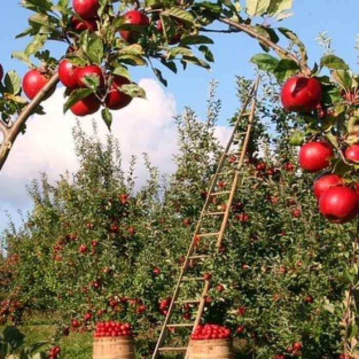 RETROSPECTIVĂ 2019. Important producător de cereale, România importă masiv alimente 