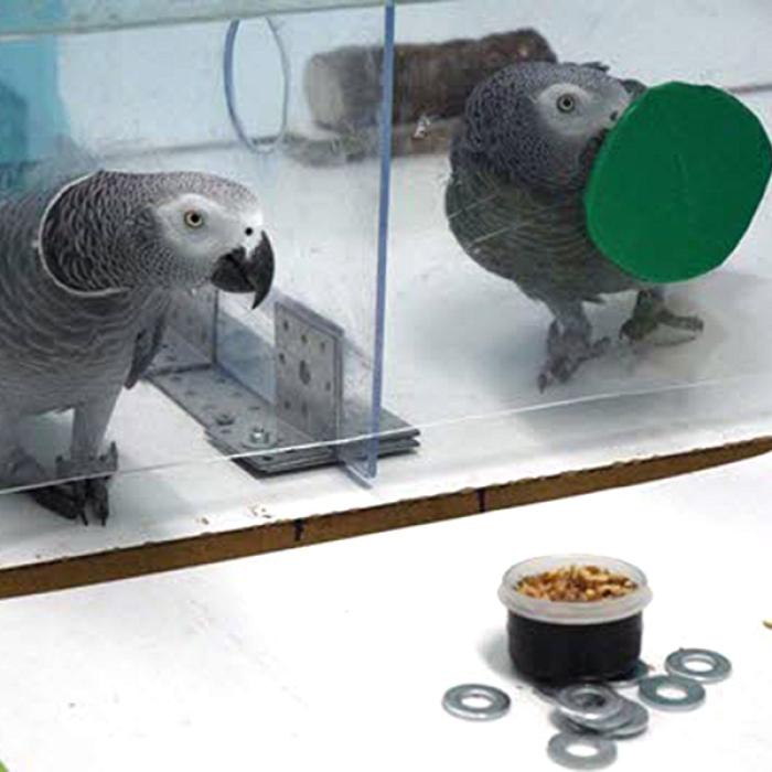 A fost descoperit altruismul la o anumită specie de papagali VIDEO