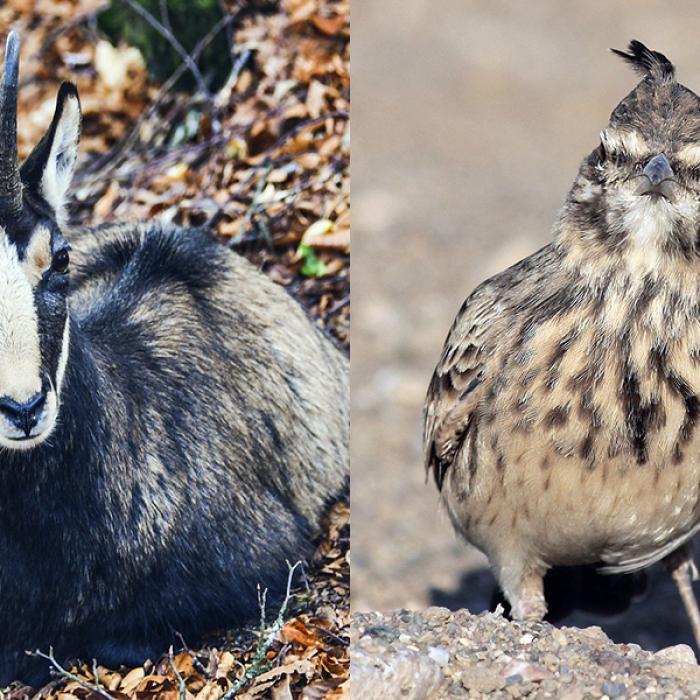 Două animale emblematice pentru România, puse sub protecție