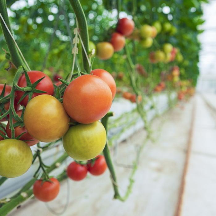 Programul tomata 2020. Care este data limită a înscrierilor