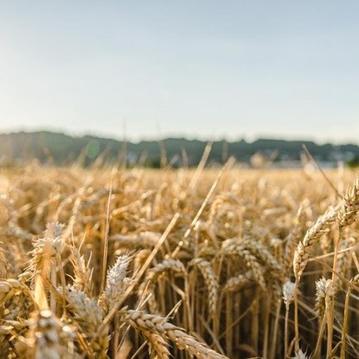 România nu va mai exporta o serie de produse agroalimentare