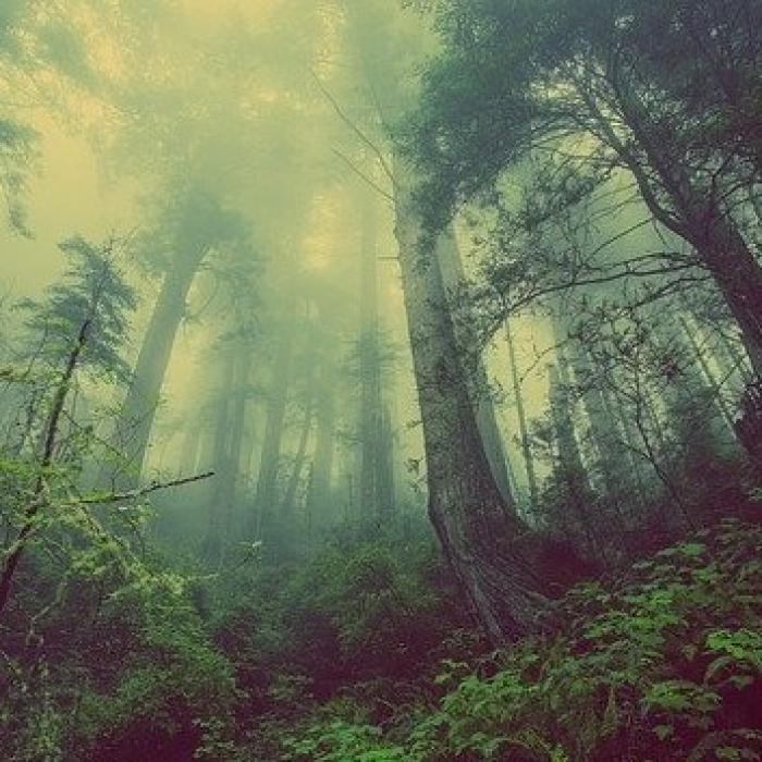 Raport. 178 milioane hectare de pădure, distruse în ultimii 30 de ani
