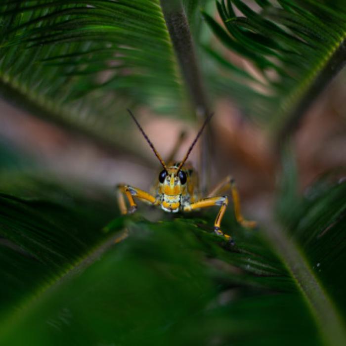 Capturarea de lăcuste îți aduce bani în buzunar! Țara care duce o luptă cu aceste insecte