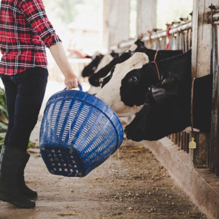 Programul de relansare. Granturi pentru fermieri și tineri fermieri