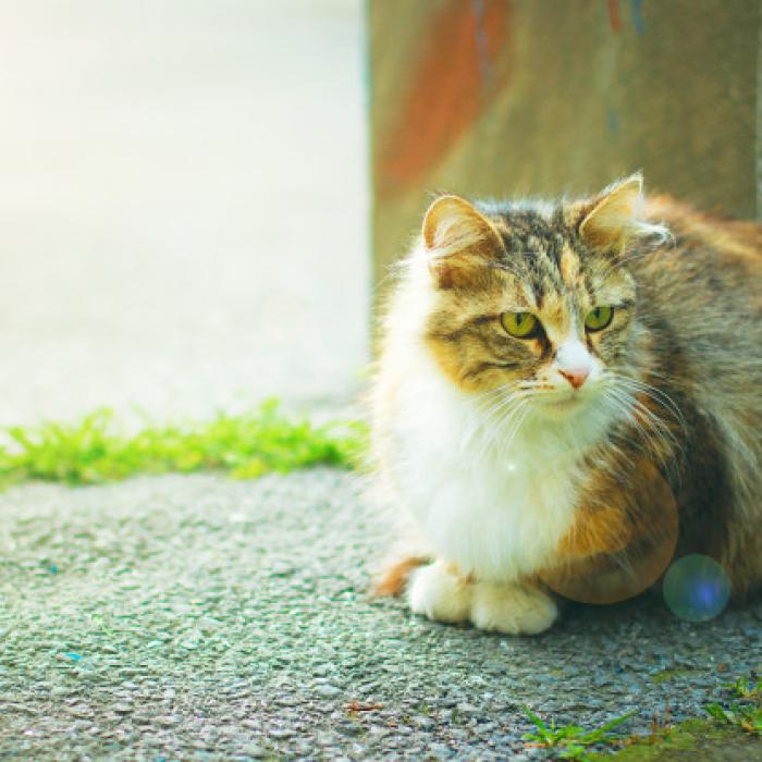 Amendă de 3.000 lei pentru abandonarea animalelor