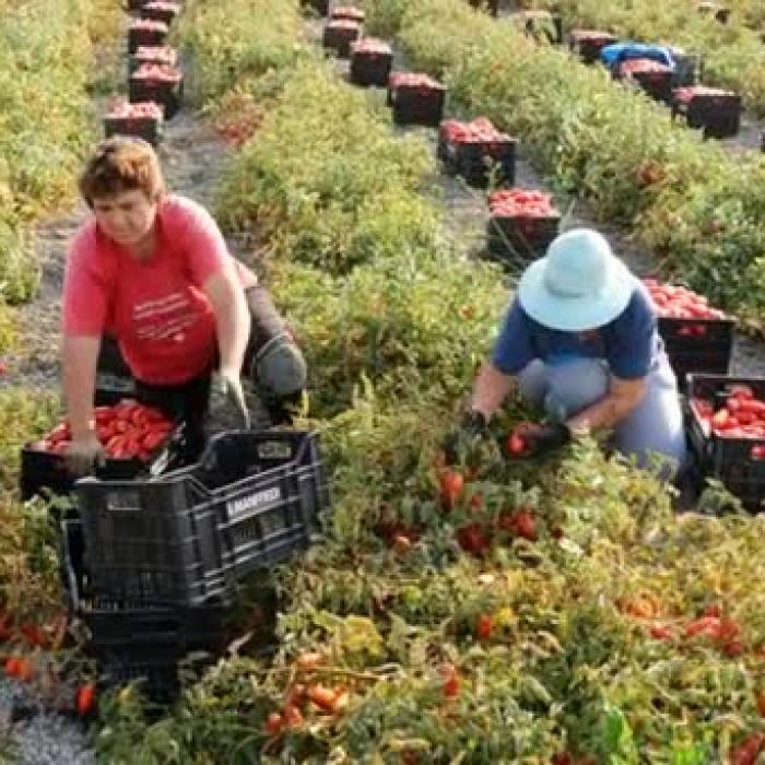 CALVARUL trăit de SEZONIERII ROMÂNI, SCLAVI în ITALIA: „După recoltă, femeile VÂNDUTE pe STRADĂ!”