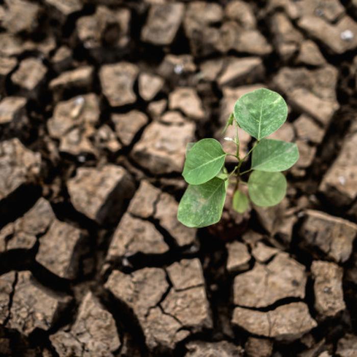 Seceta extremă a produs peste 80% din PAGUBELE anului agricol