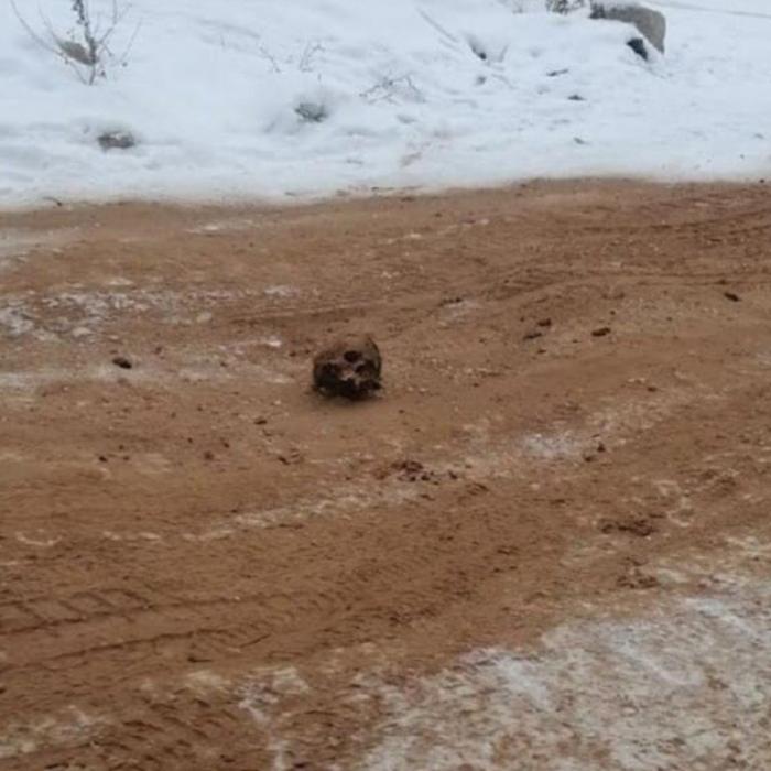 Descoperire lugubră în Siberia, șosea acoperită cu oase umane