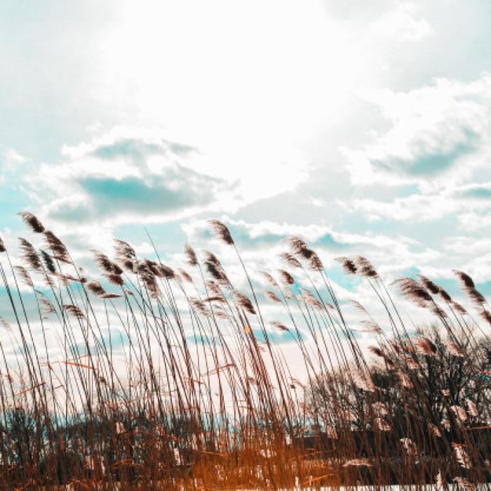 ANM: Cod GALBEN de VÂNT PUTERNIC în 2 județe