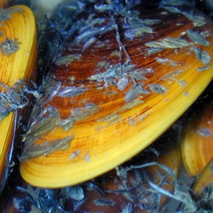 Ecologiștii americani acuză: Midiile din Rusia sunt de vină