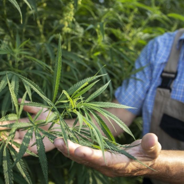 Lege ISTORICĂ în Mexic. Consumul recreativ de canabis, legalizat