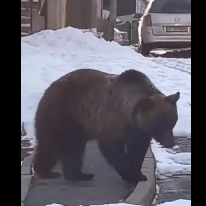 Urșii închid sezonul de schi. Au IEȘIT din HIBERNARE (VIDEO)