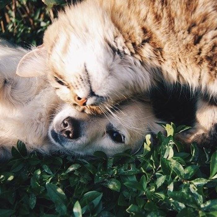 Primul vaccin COVID-19 din lume pentru animale. Cine l-a dezvoltat