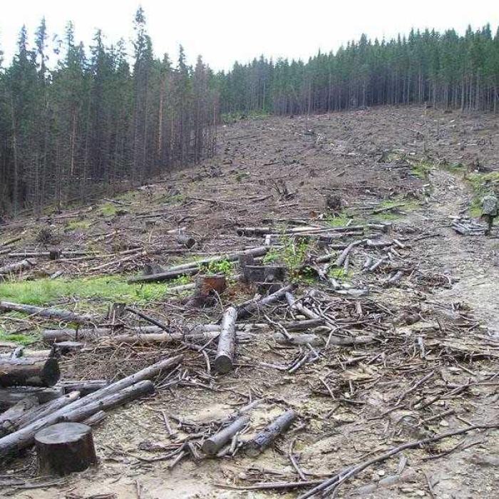 Ministrul Mediului, răspunde acuzațiilor legate de pierderea fondurilor PNRR pentru păduri