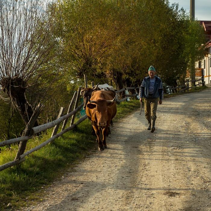 Pe cine mizează Cîțu pentru vaccinarea de la sate