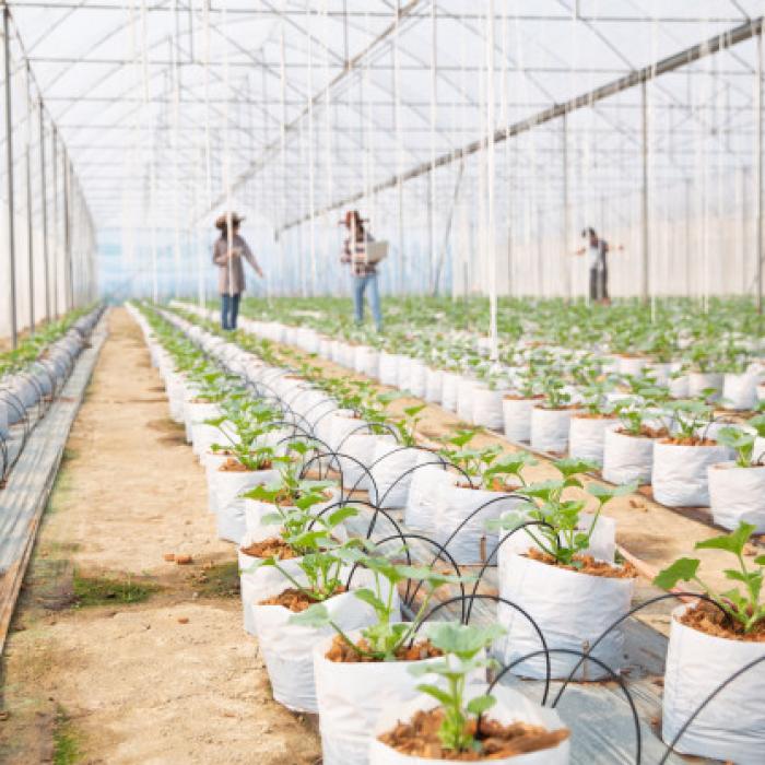 Câți români vor merge în Germania la muncă. Turcan face precizări