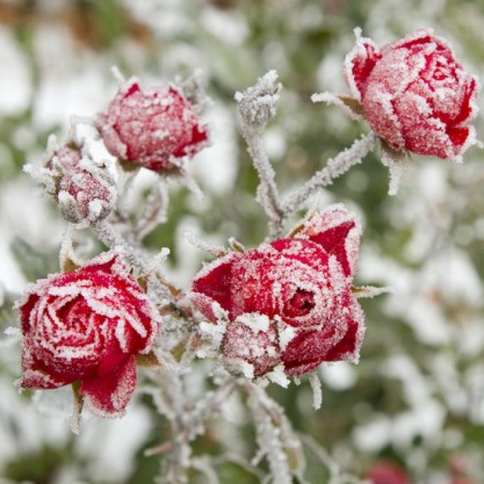 METEO. Ninge la munte în a doua jumătate a lunii mai