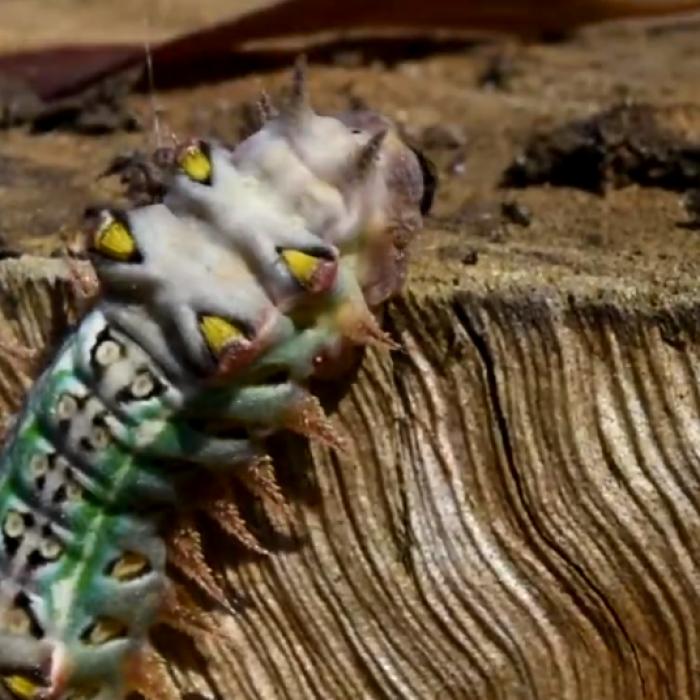 Omida MORTALĂ ar putea vindeca bolile moderne