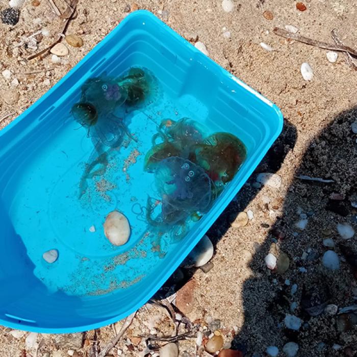 Invazie de MEDUZE PERICULOASE în GRECIA. Care sunt cele mai afectate zone